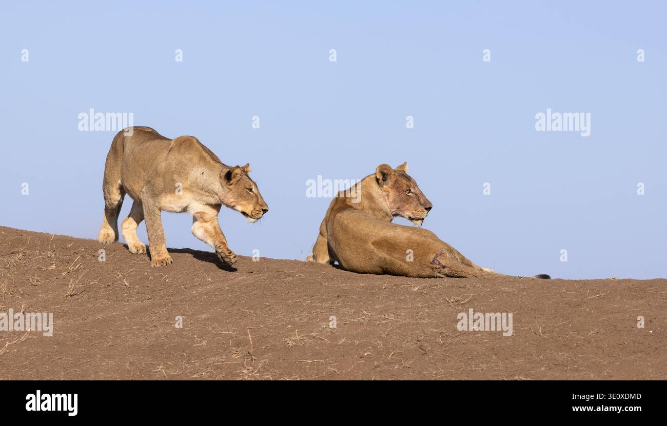 Zwei wilde afrikanische Löwen (Panthera leo) ruhen und gehen auf einem Steinhügel in der trockenen Savanne Mashatu, Botswana, unter einem klaren blauen Himmel. Stockfoto