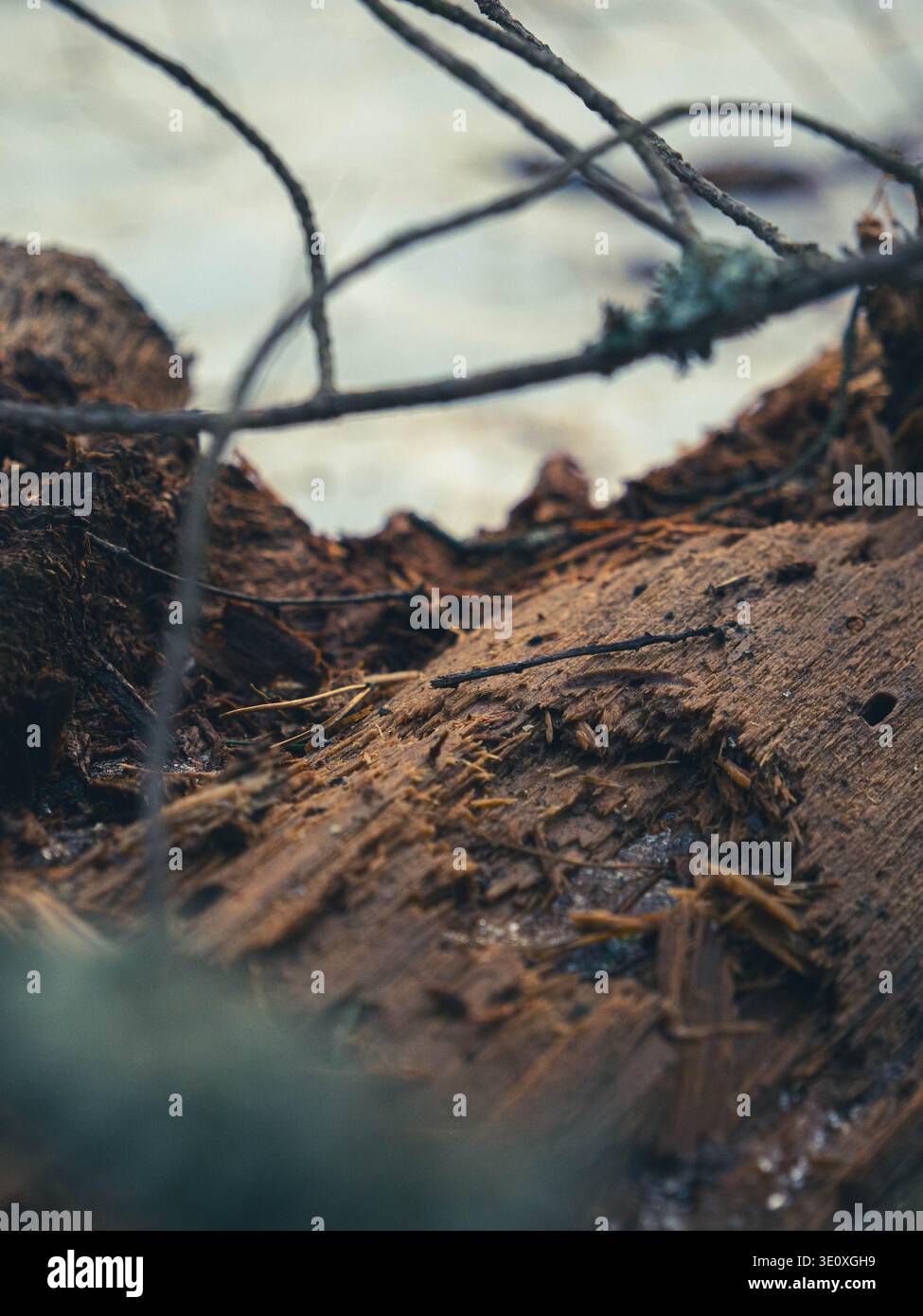 Verfaulender Baumstamm mit zerbröckelnder Rinde und umgefallenen Kiefernnadeln auf dem Waldboden in Estland, Anfang Frühling Stockfoto