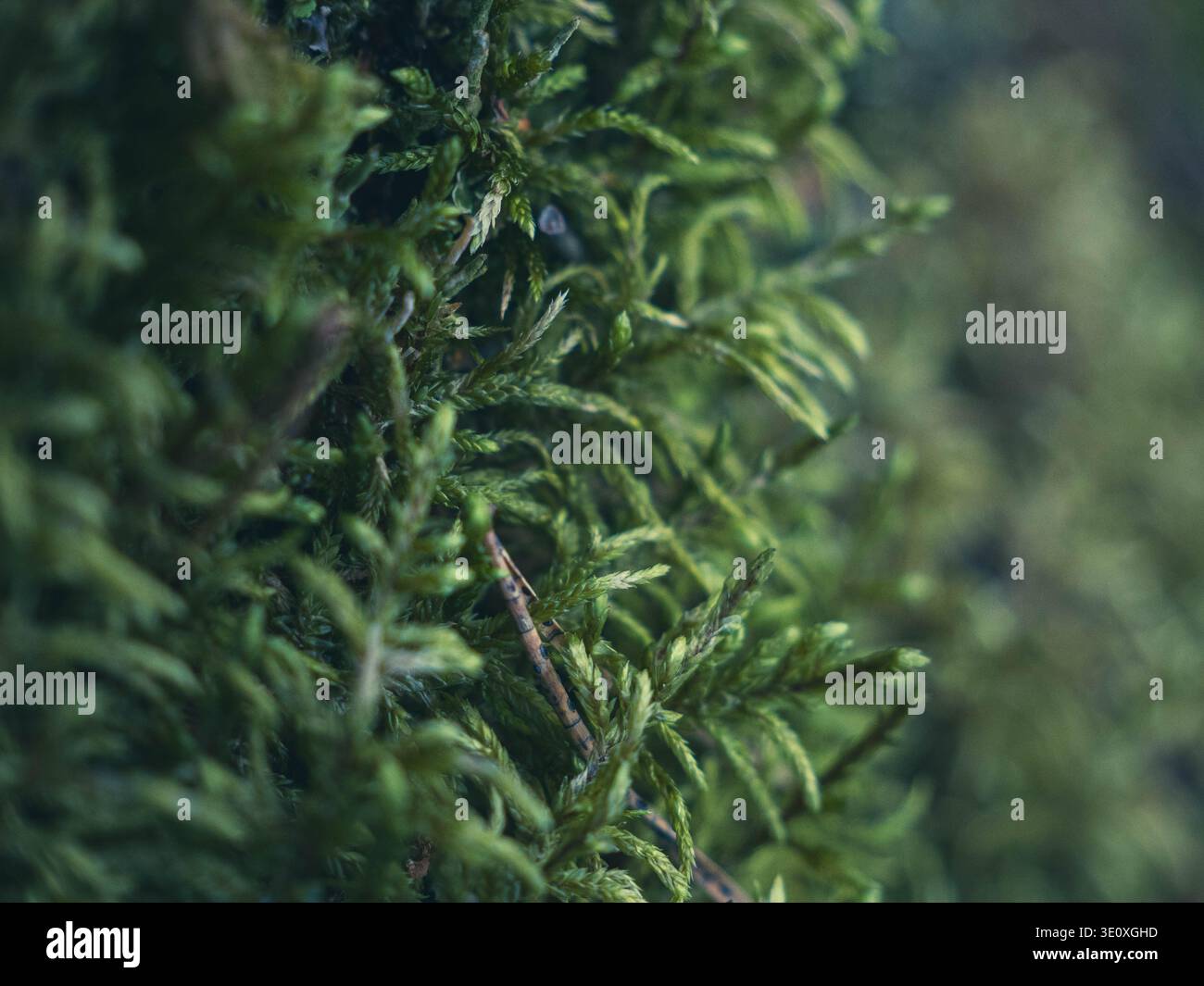 Üppiges grünes Moos-Nahaufnahme mit winzigen Sporophyten und Kiefernnadeln auf Waldboden in Estland, Anfang Frühling Stockfoto