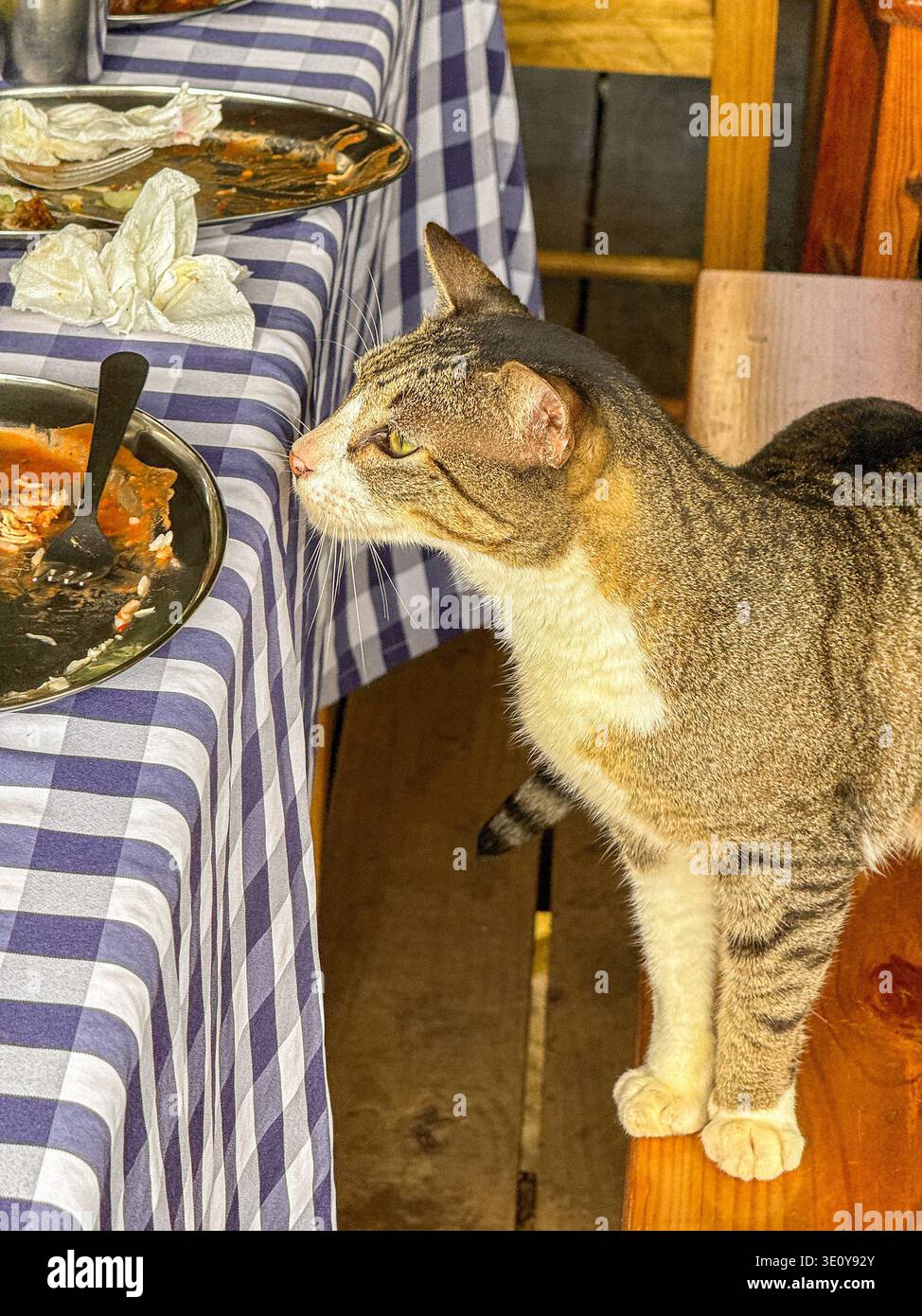 Puerto Plata, Dominikanische Republik - 15. Januar 2026: Katze steht auf einem Platz in einem Restaurant auf der Suche nach Essensresten vom Tisch. - Smartphone-aufgenommenes Stockfoto