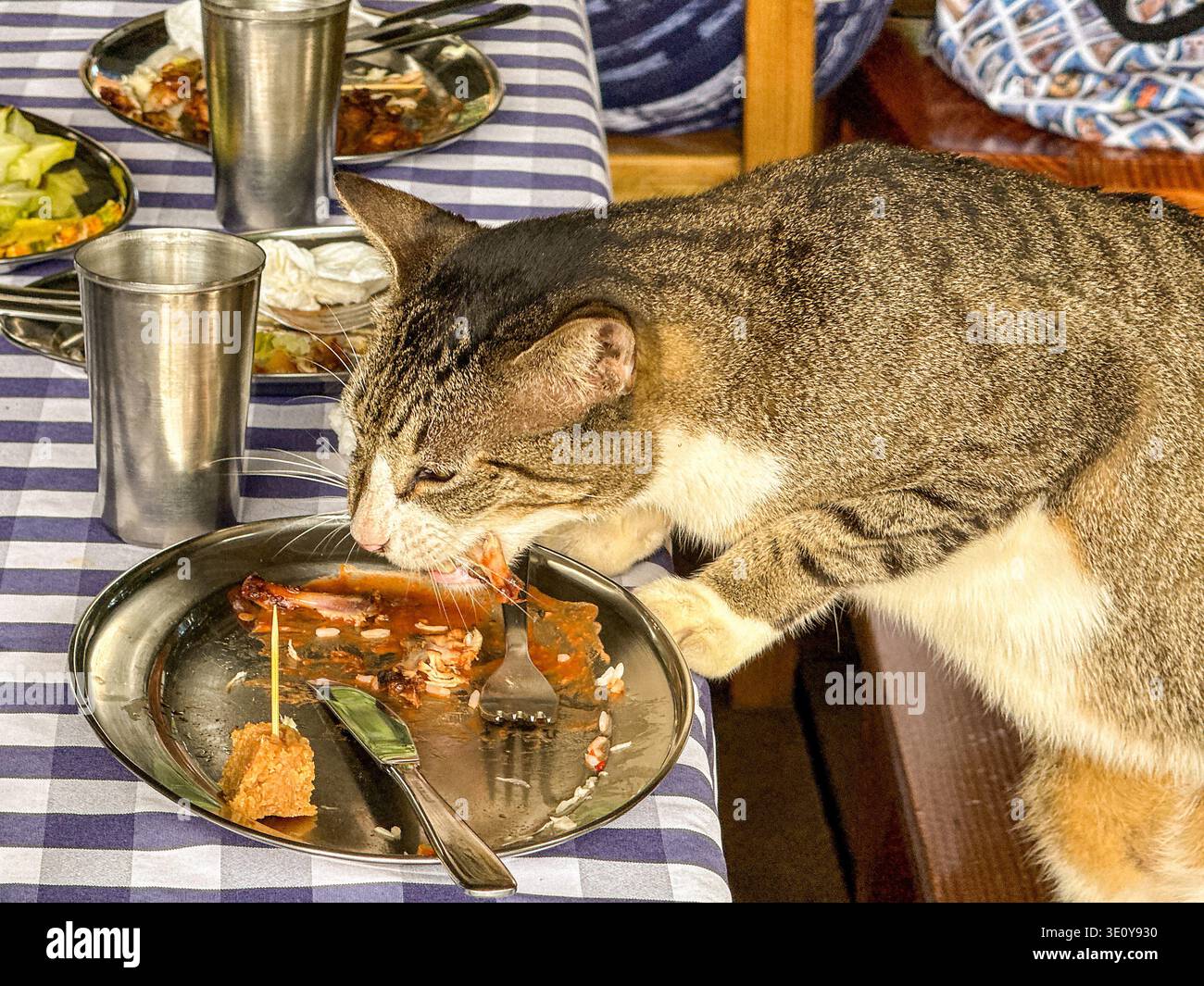 Puerto Plata, Dominikanische Republik - 15. Januar 2026: Katze, die auf einem Sitz in einem Restaurant steht und Essensreste von einem Teller auf einem Tisch isst. - Smartphone-aufgenommenes Stockfoto