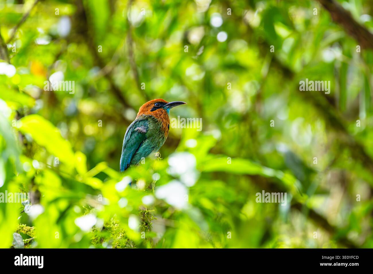Breitschnabel-Motmot, hoch oben, Sarapiquí Fluss, Costa Rica Stockfoto