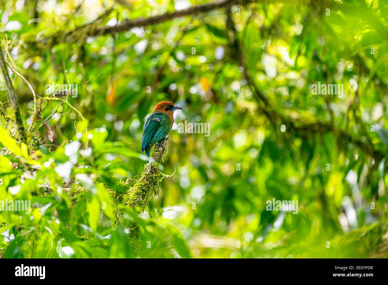 Breitschnabel-Motmot, hoch oben, Sarapiquí Fluss, Costa Rica Stockfoto