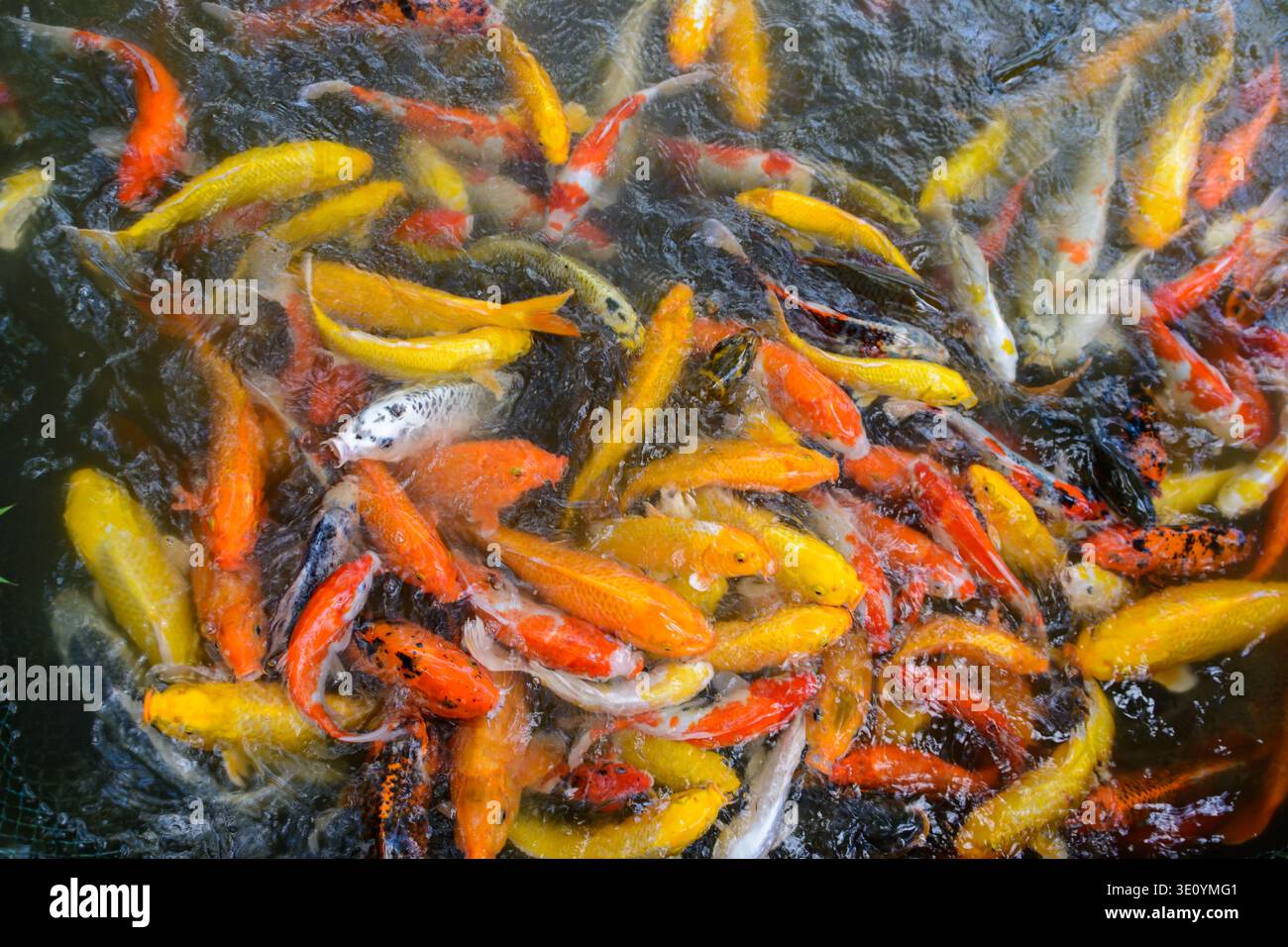 Koi oder genauer gesagt Jinli oder Nishikigoi, wörtlich „Brokatkarpfen“, sind farbige Sorten des Amurkarpfens (Cyprinus rubrofuscus). Das tropische f Stockfoto