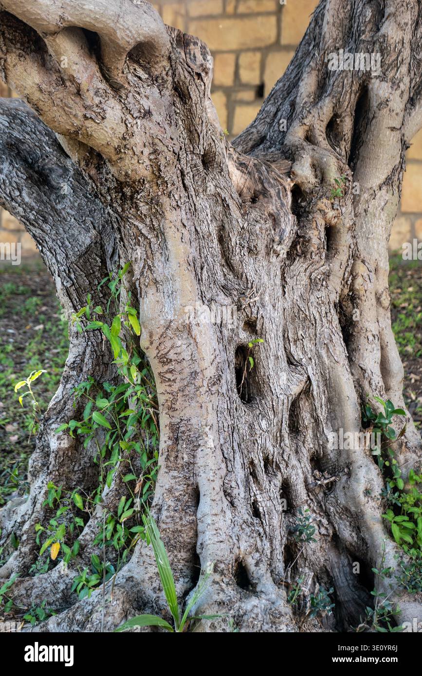 Wurzel des alten Olivenbaum Stockfotografie - Alamy