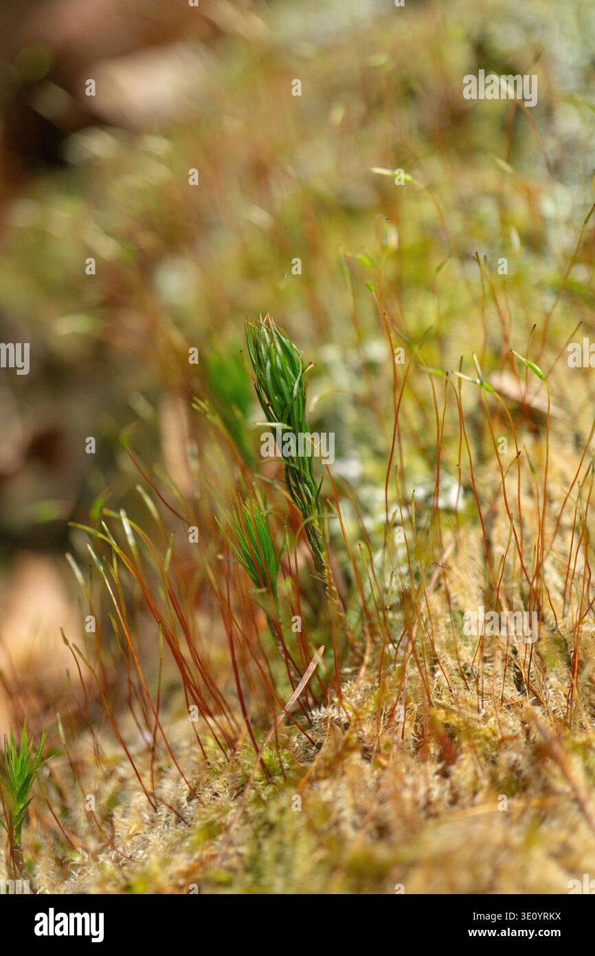 Makronaht von Haarkappenmoos (Polytrichum commune), das unter Moos mit Sporophytenstielen in einer Waldbodenumgebung wächst. Stockfoto