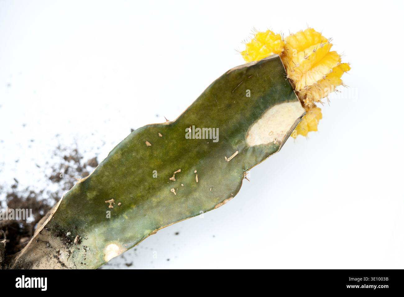 gummibaum kaufen Gummibaum - pflegeleichte Zimmerpflanze, Ficus elastica 'Robusta' main image 1