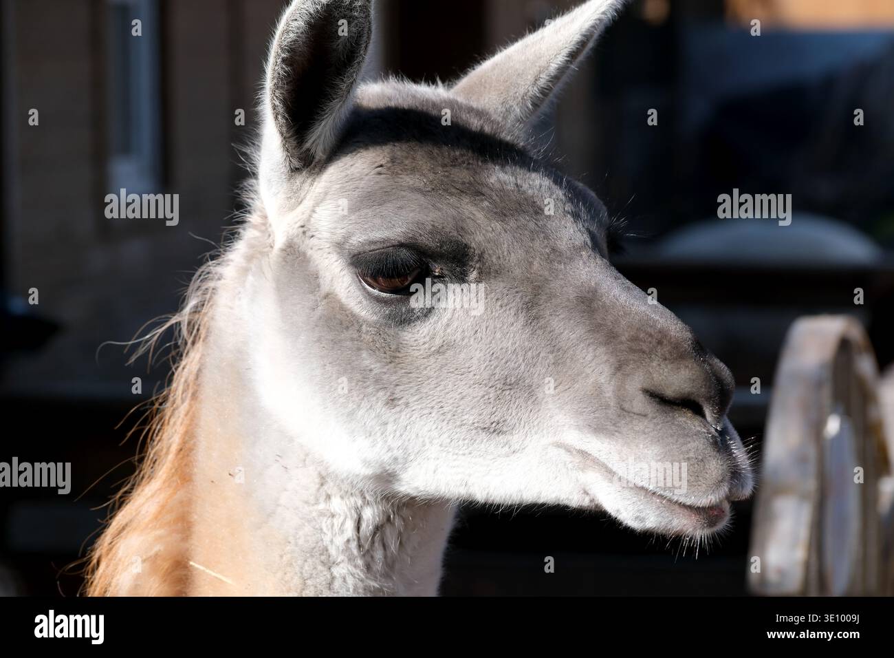 Ein neugieriges Lama steht stolz und sonnt sich im warmen Sonnenlicht vor seinem Stift. Stockfoto