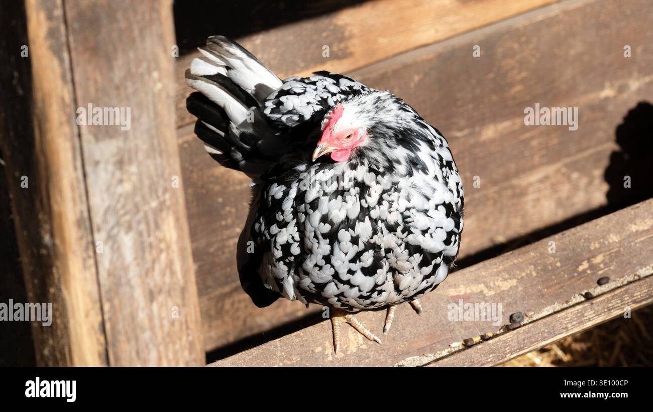 Ein charmantes gesprenkeltes Hühnchen sitzt bequem in einem rustikalen Holzhaufen und genießt die Sonne. Stockfoto