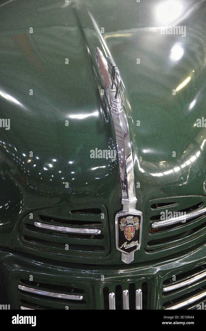 Die polierte Motorhaube eines klassischen grünen Austin-Autos unterstreicht die legendäre Verzierung der Motorhaube und den Kühlergrill Stockfoto