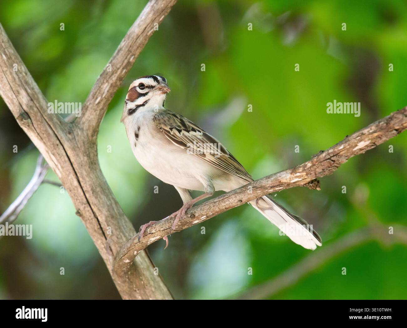 Ein Lark Sparrow thront in den Zweigen eines Toten am Rande eines Waldgebiets in Wisconsin entlang des Mississippi River bei Cassville, Wisconsin. Stockfoto