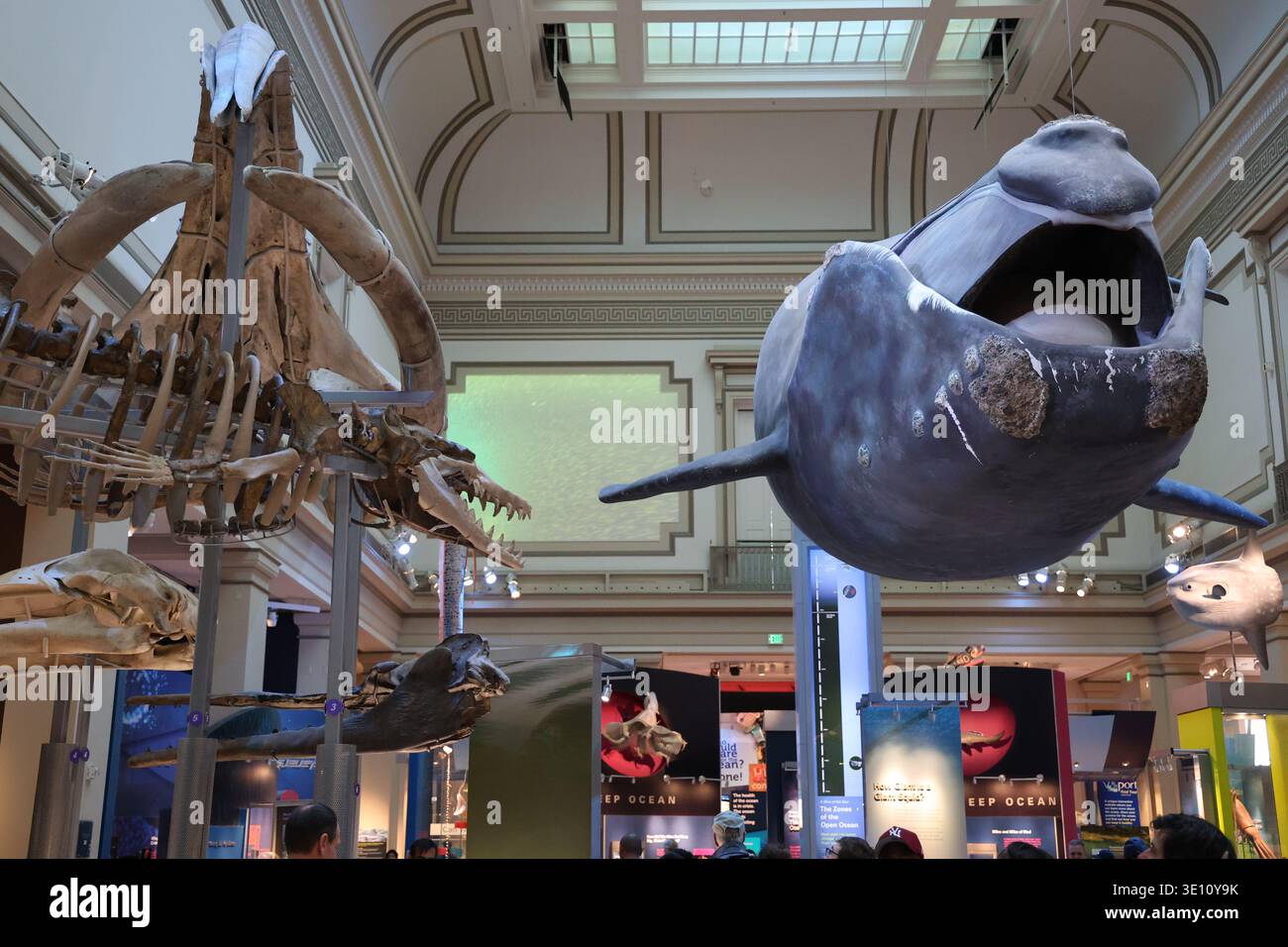 Nordatlantischer Rechtswal, der von der Decke des Smithsonian Natural History Museum in Washington D.C. hängt Stockfoto