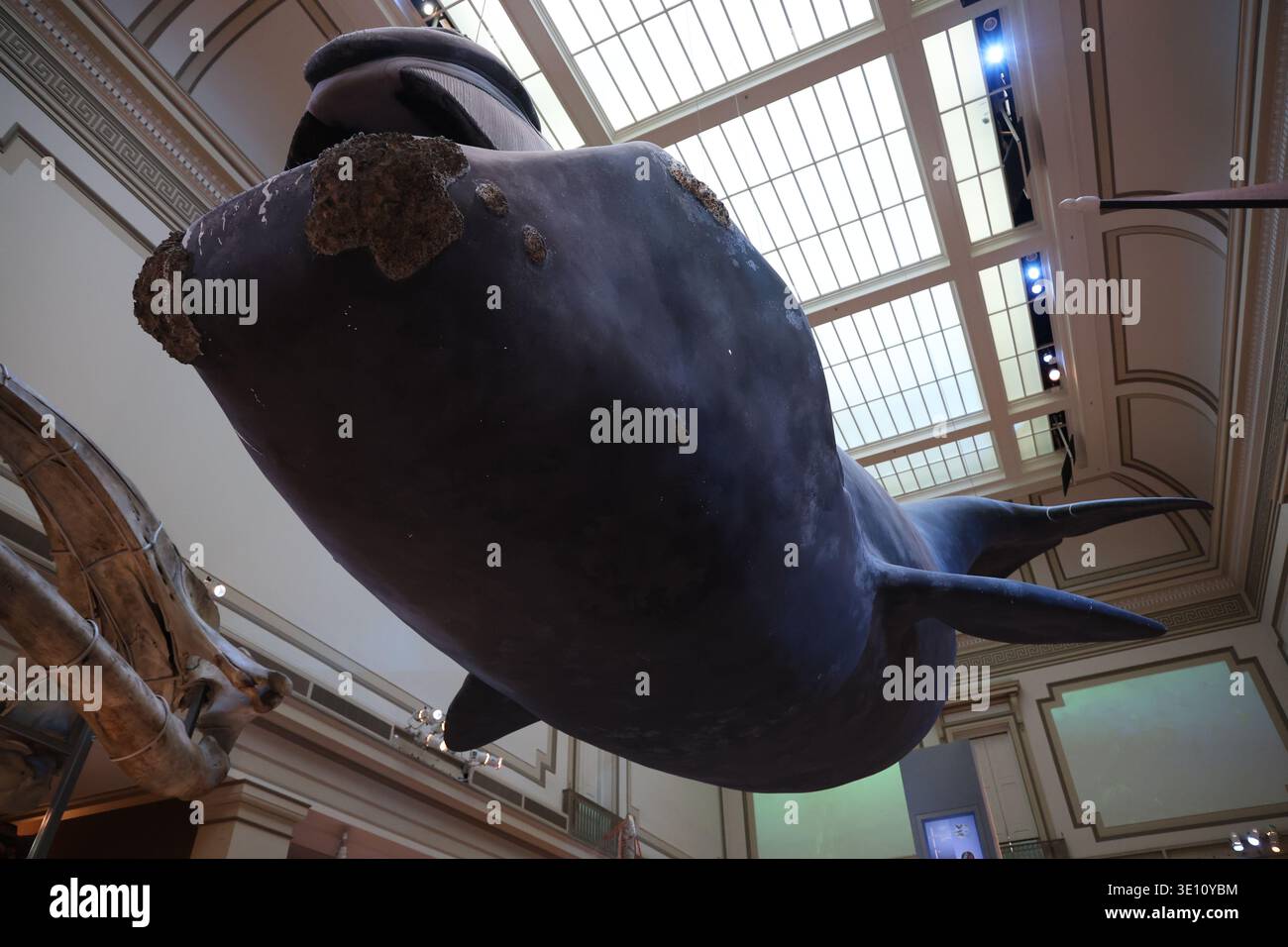 Nordatlantischer Rechtswal, der von der Decke des Smithsonian Natural History Museum in Washington D.C. hängt Stockfoto