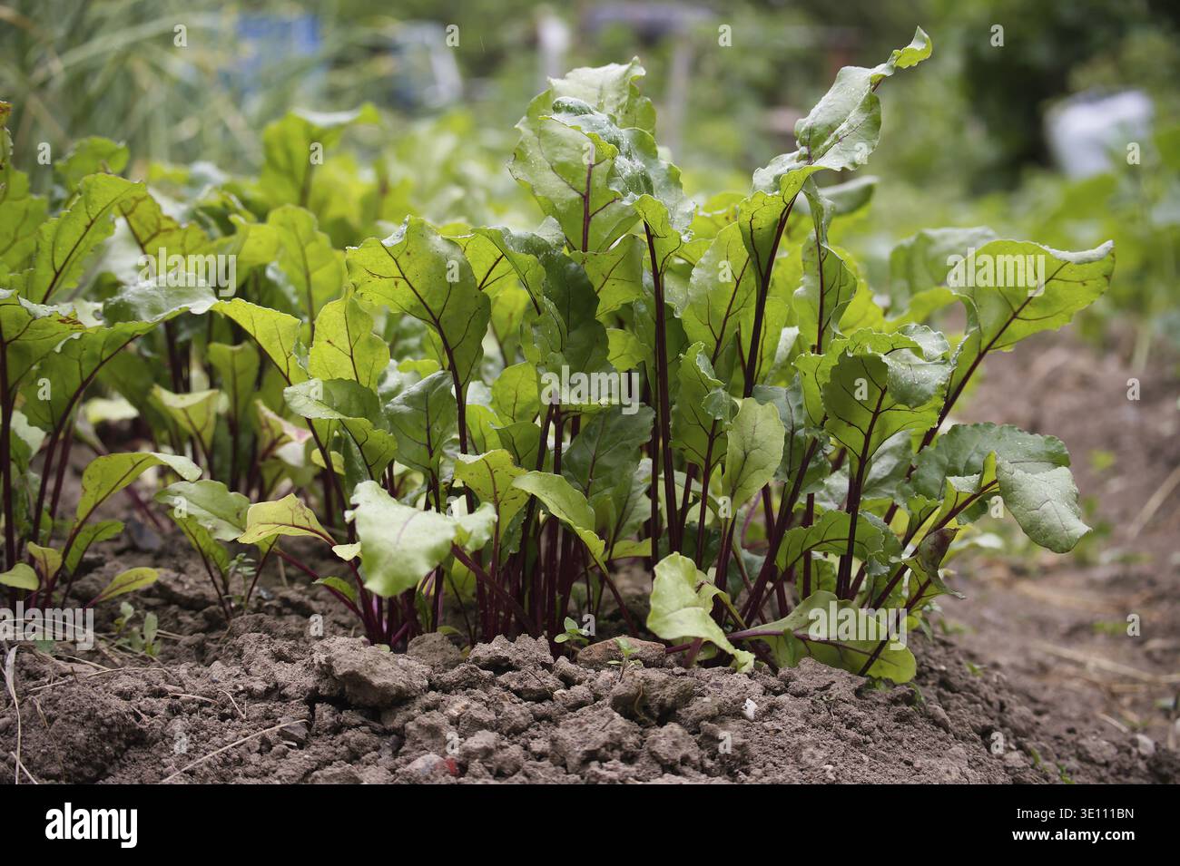 Nahaufnahme lebendiger Rote-Bete-Pflanzen mit grünen Blättern und rötlichen Stämmen, die auf sorgfältig bewirtschaftetem Boden in einem Bio-Garten wachsen Stockfoto