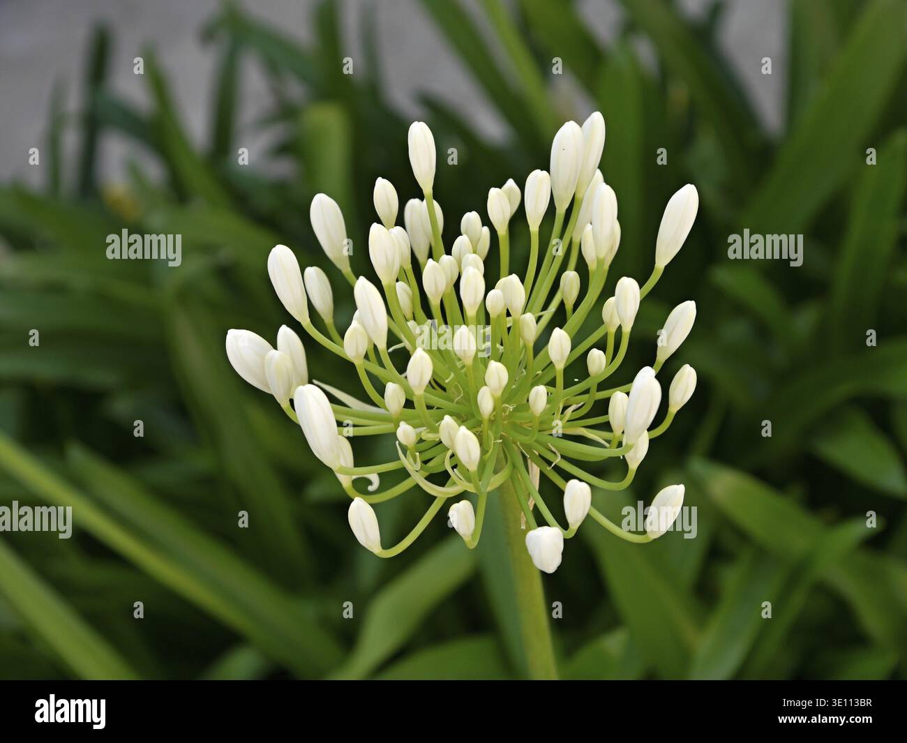 Nahaufnahme einer Agapanthus africanus-Blüte, die ihre zarten weißen Knospen und ihren grünen Stiel zeigt Stockfoto