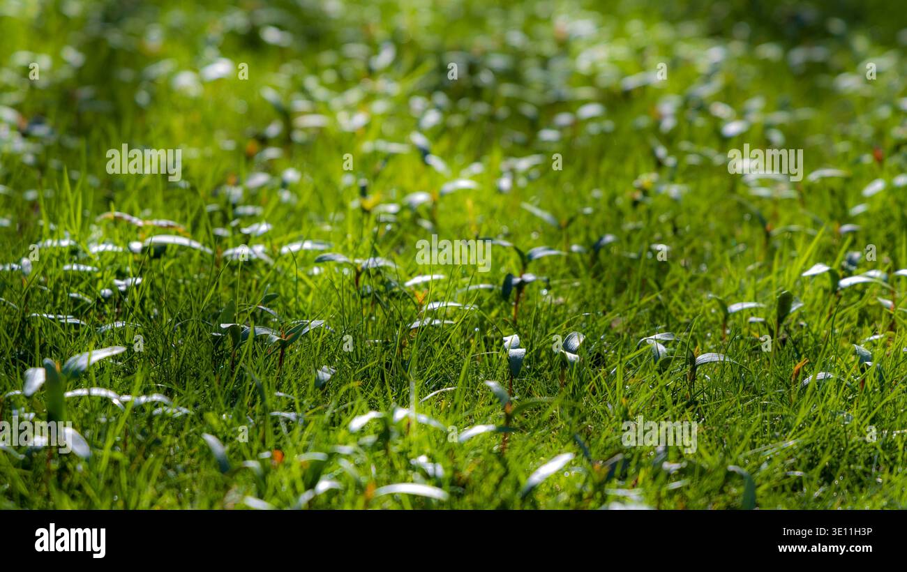 sycamore-Setzlinge, die im frühen Frühjahr durch den Rasen in England auftauchen Stockfoto