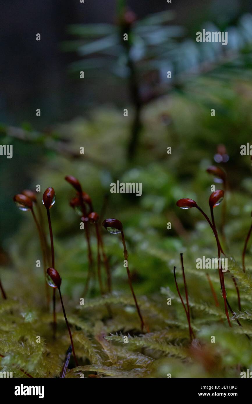 Makronaht von Moossporophyten mit Wassertröpfchen auf Sporenkapseln, die auf einem Waldboden in weichem Naturlicht wachsen. Stockfoto
