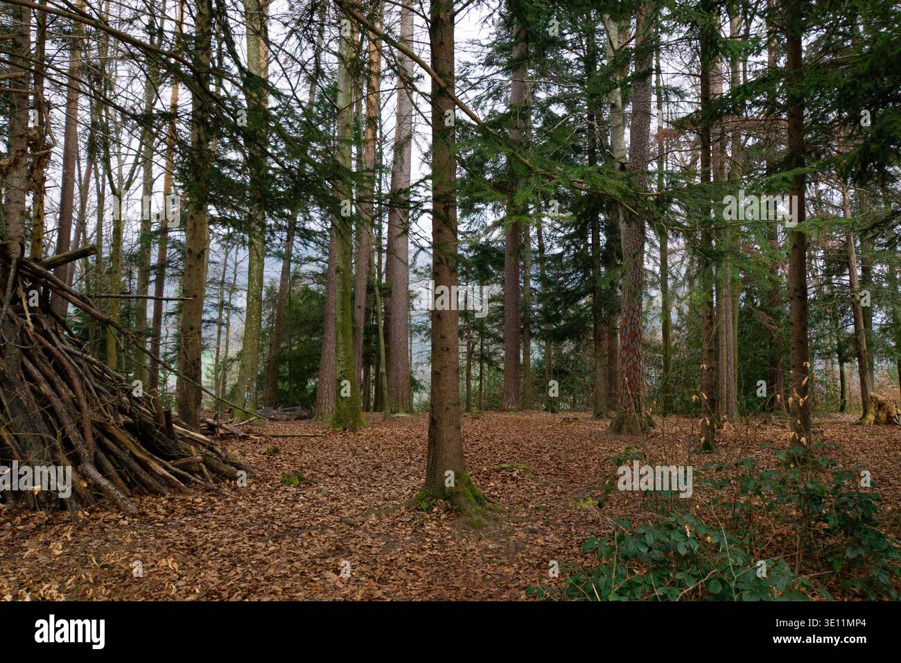 Waldszene mit hohen Bäumen und einem Haufen von Ästen auf dem blattbedeckten Waldboden. Stockfoto