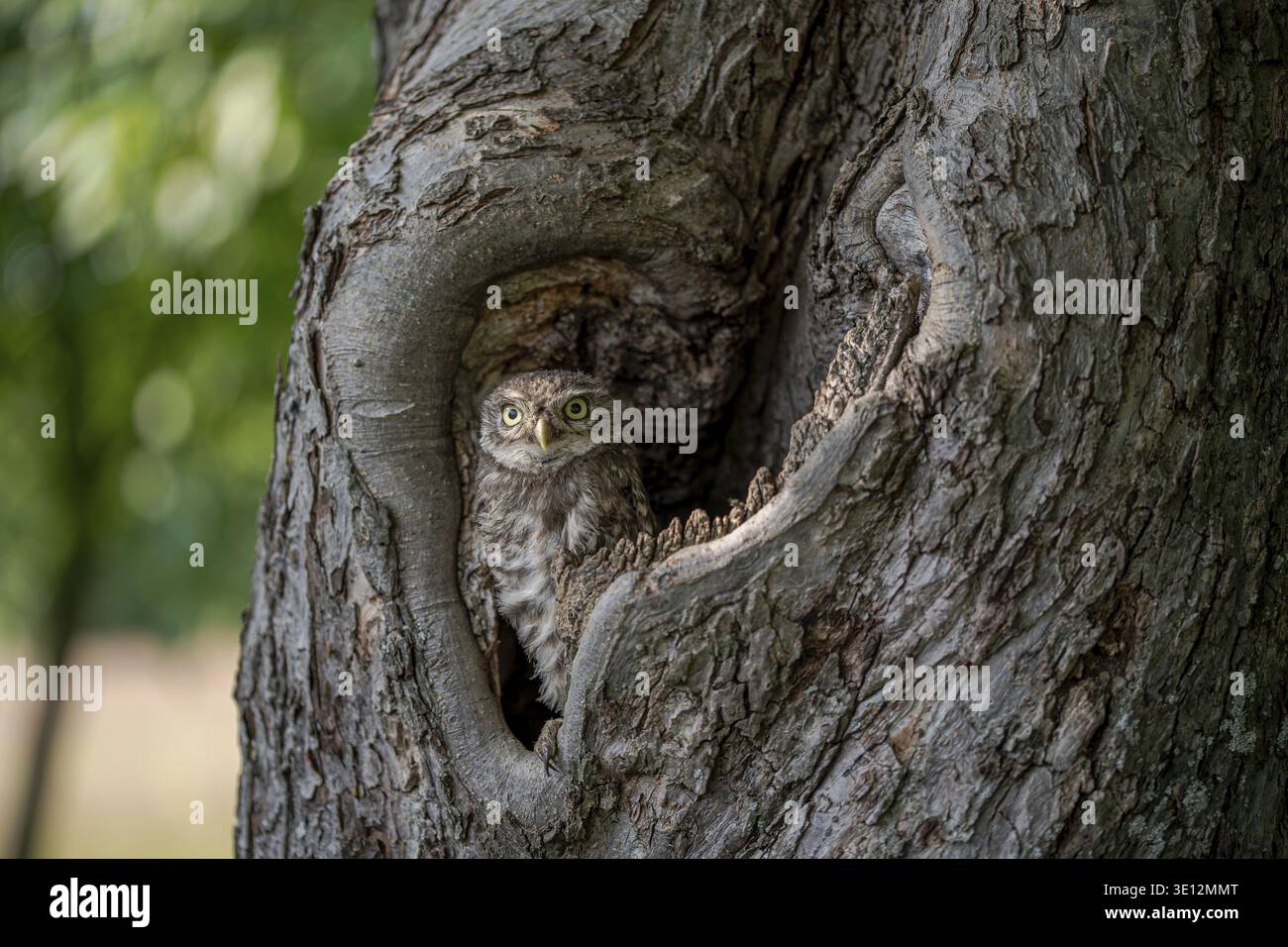 Kleine Eule (Athene noctua), Jungtier in einer Baumhöhle in einer Wiese, Duelmen, Nordrhein-Westfalen, Deutschland Stockfoto