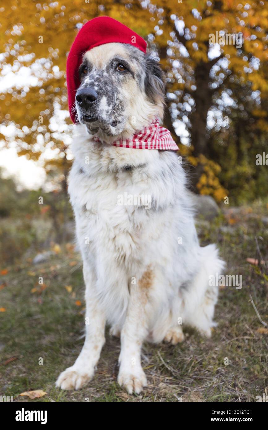Großer Hund im leuchtenden roten Bart im Herbstpark Stockfoto