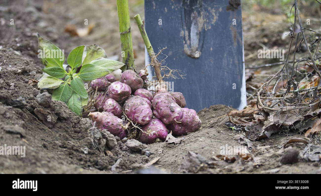 Frisch geerntetes Wurzelgemüse mit Schaufel im Gartenboden, mit Sonnendrocken, auch bekannt als Jerusalem Artischocken, umgeben von herabfallendem Herbstlaub Stockfoto