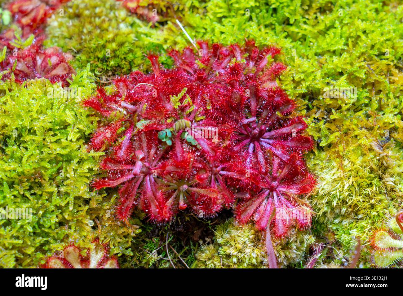 Nahaufnahme von Drosera spatulata. Stockfoto