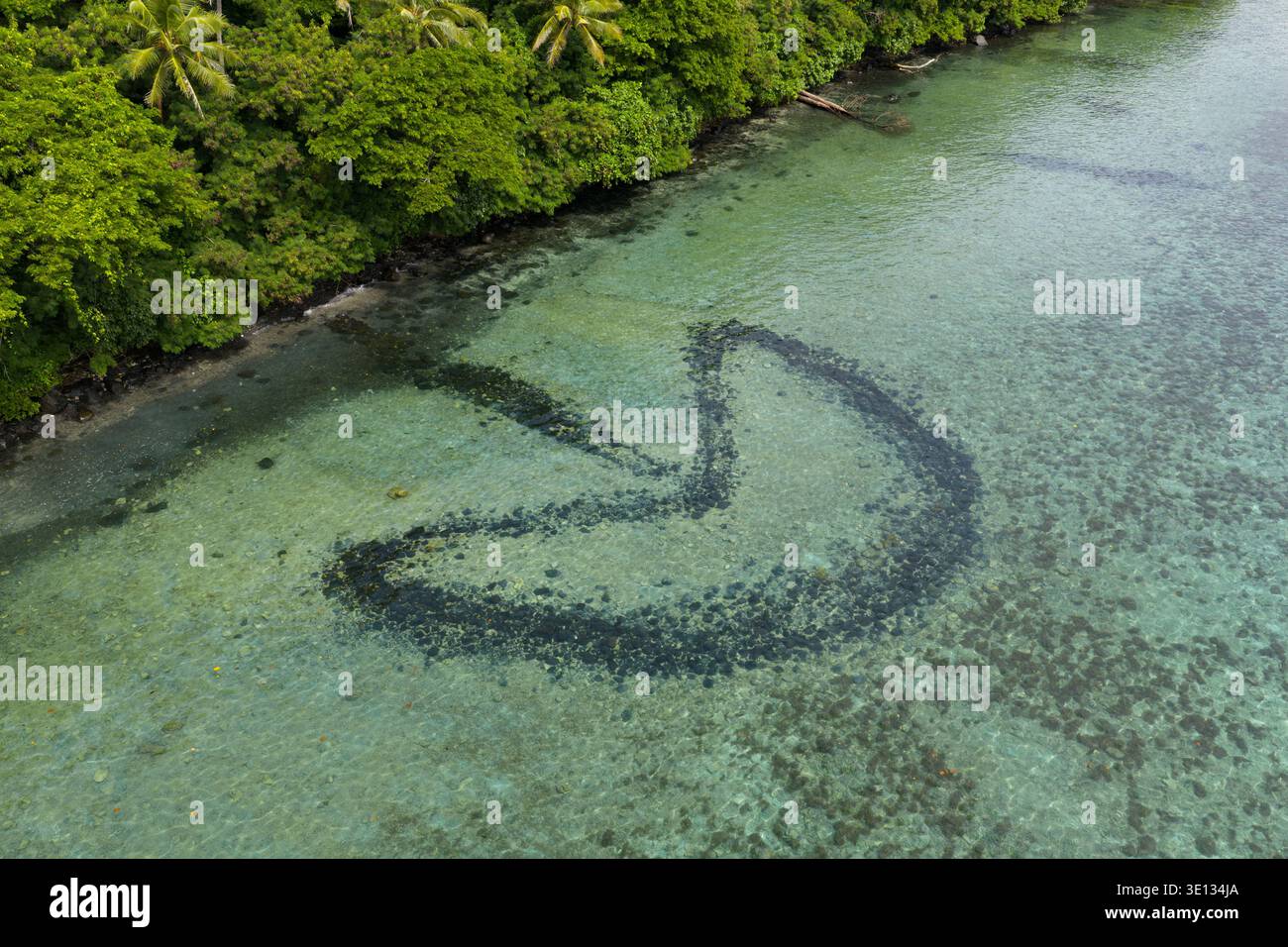 Eine alte Steinfischfalle befindet sich auf einer Riffebene auf der Insel Makogai in Fidschi. Diese einfachen Fallen, die auf Fidschi und den Pazifischen Inseln zu finden sind. Stockfoto