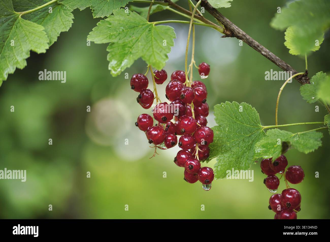 Nahaufnahme reifer roter Johannisbeeren, die an Zweigen mit üppigem grünem Laubhintergrund in einer Gartenumgebung hängen Stockfoto