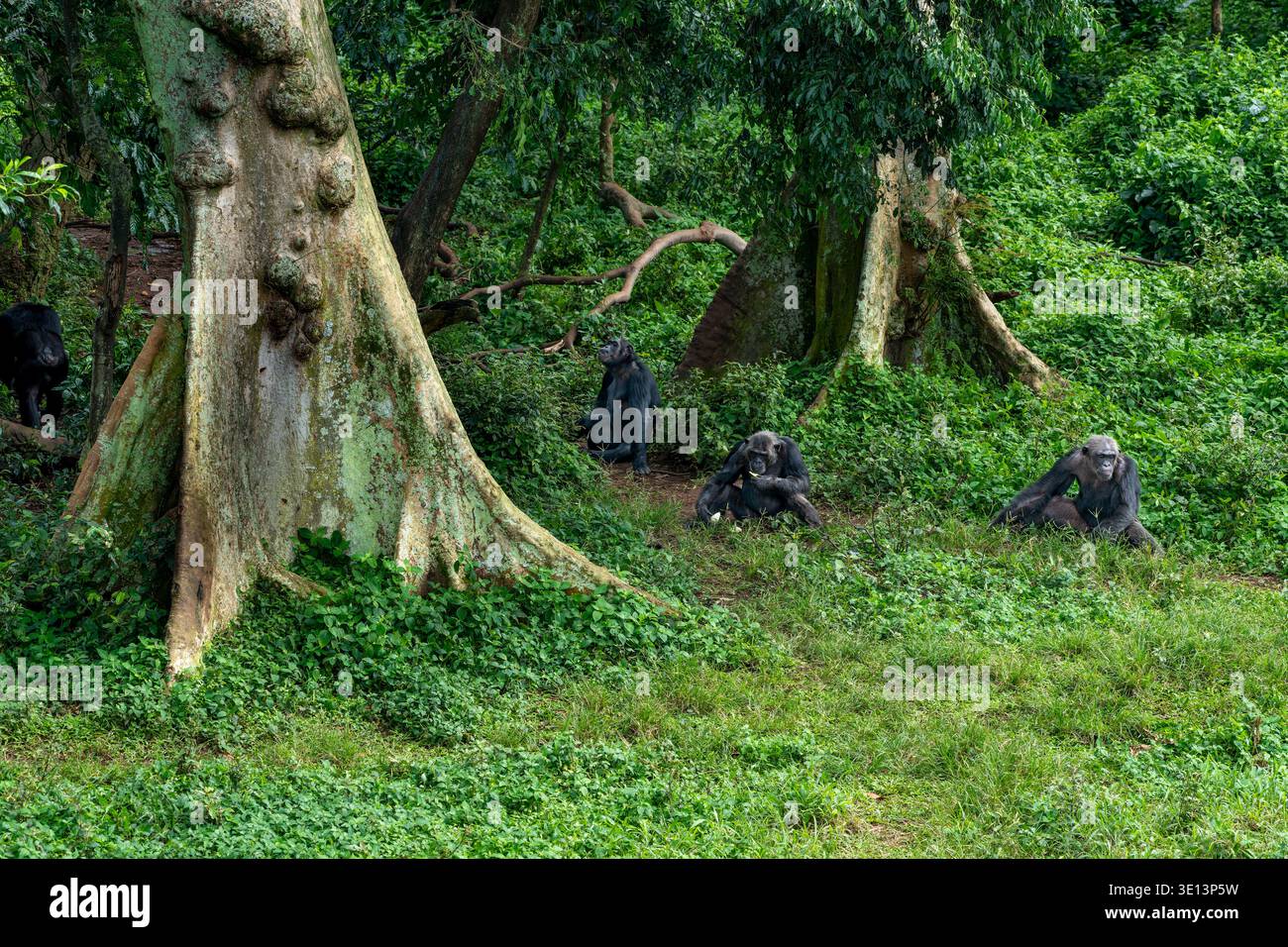 Die Familie der wilden Schimpansen sitzt auf dem Waldboden im Regenwald Ugandas, Afrika. Stockfoto