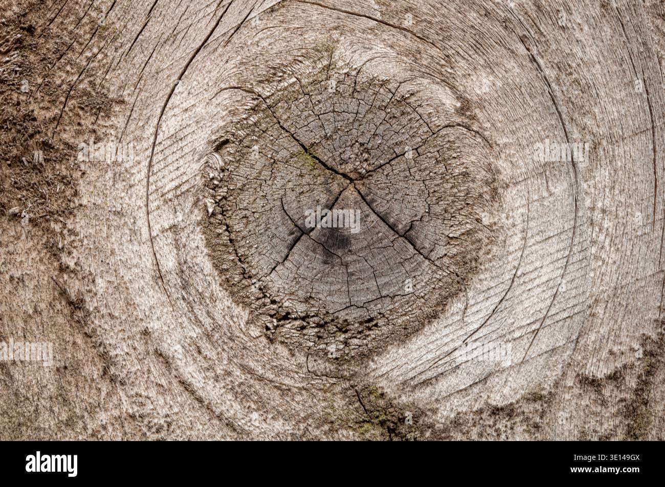 Nahaufnahme von leicht verwittertem Holz mit zentralem Knoten und detaillierter Kornstruktur Stockfoto