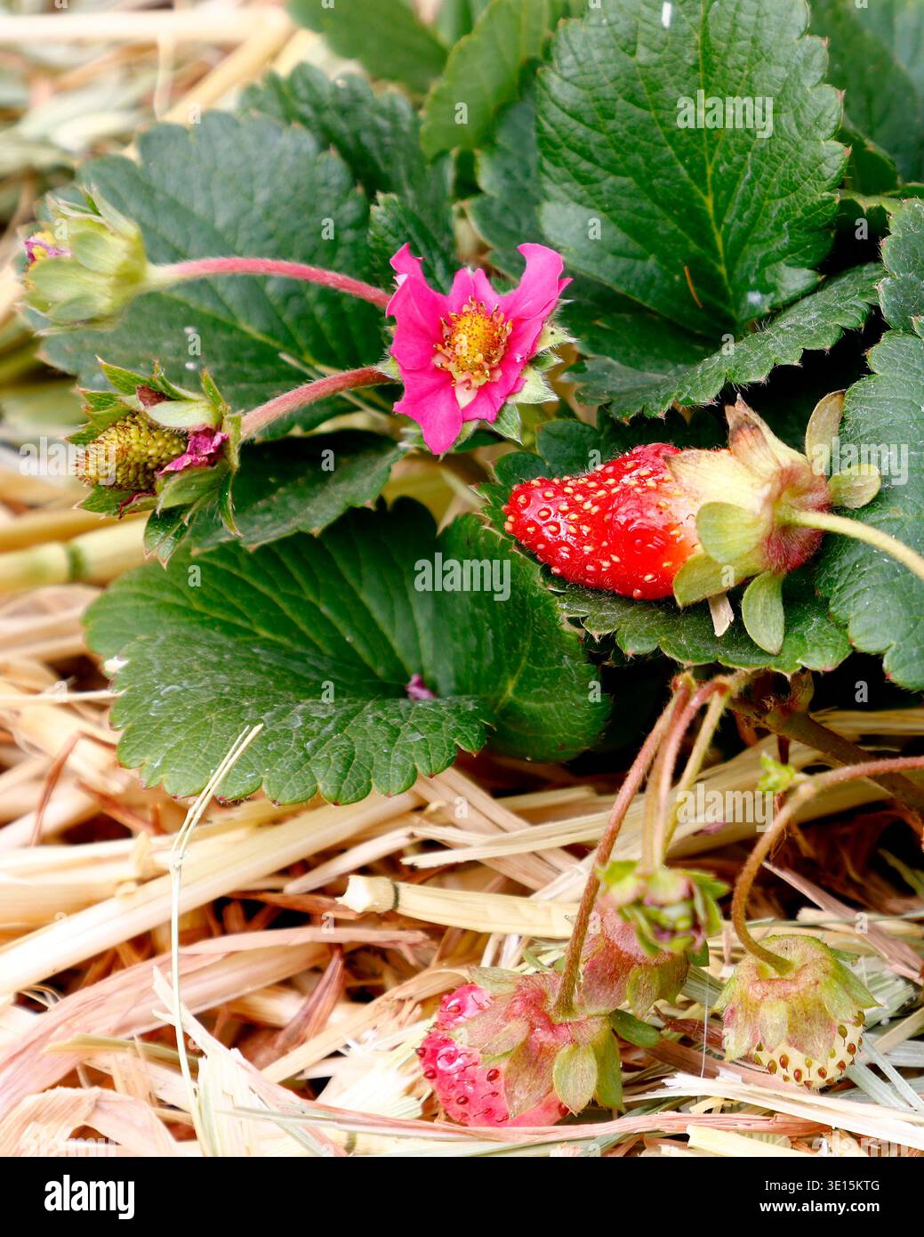 Nahaufnahme der rosafarbenen Blume und der roten Langfrucht des Gartens Erdbeer Tarpan. Stockfoto