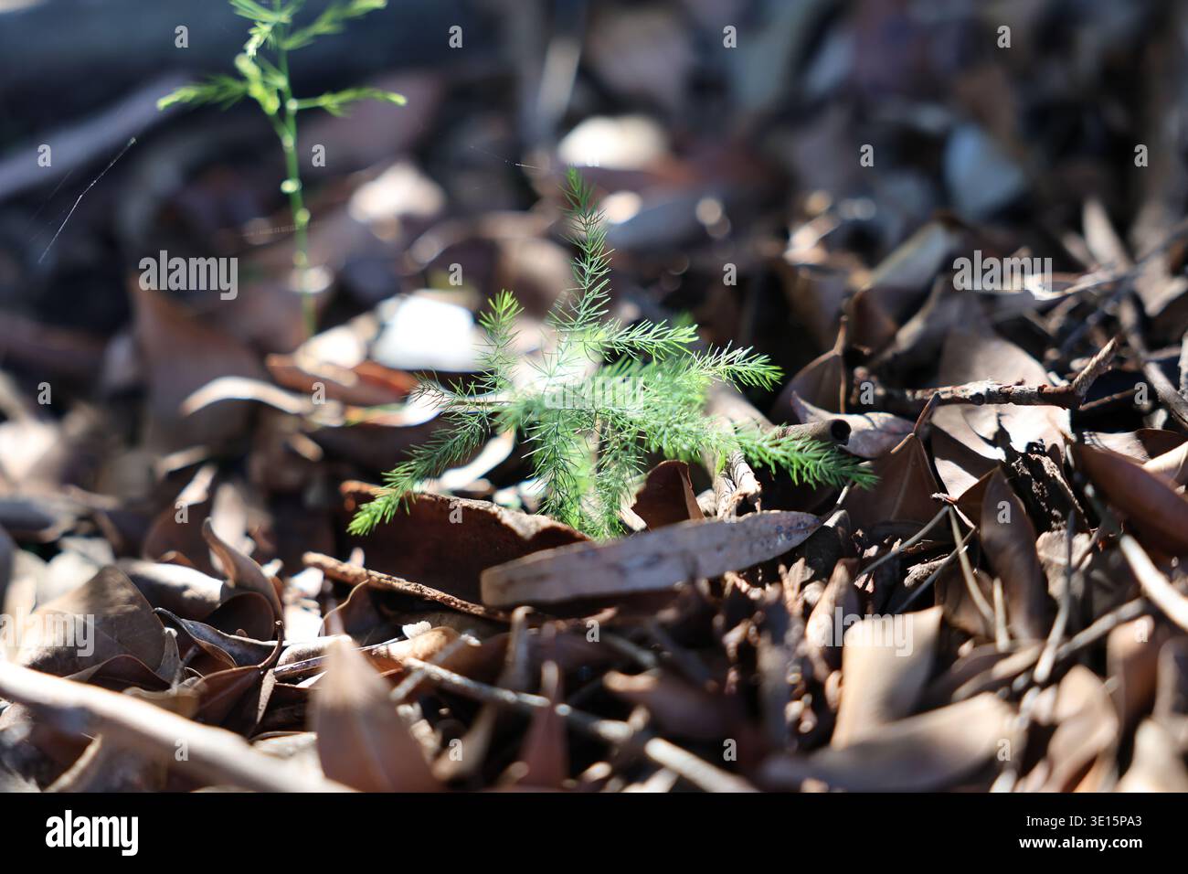 Spargelfarn wächst unter Blattstreu auf Waldböden, eine invasive Unkrautart in Queensland, Australien. Stockfoto