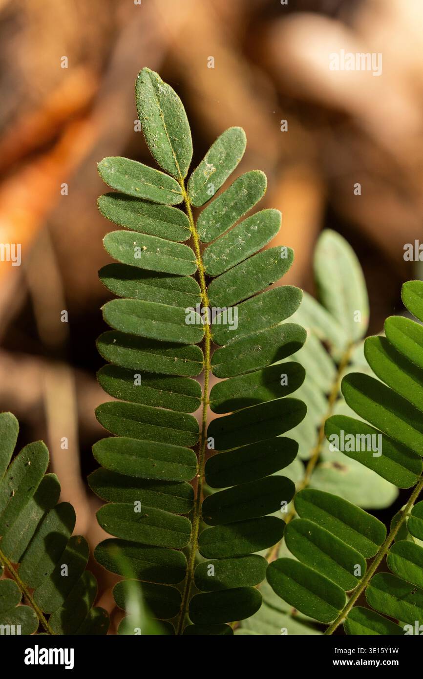 Grünes Farnwedel aus Nahaufnahme, scharf fokussiert. Feine Adern und gezackte Kanten zeigen das Detail der Natur. Weicher, unscharfer Hintergrund lenkt die Aufmerksamkeit auf die Blattstruktur Stockfoto