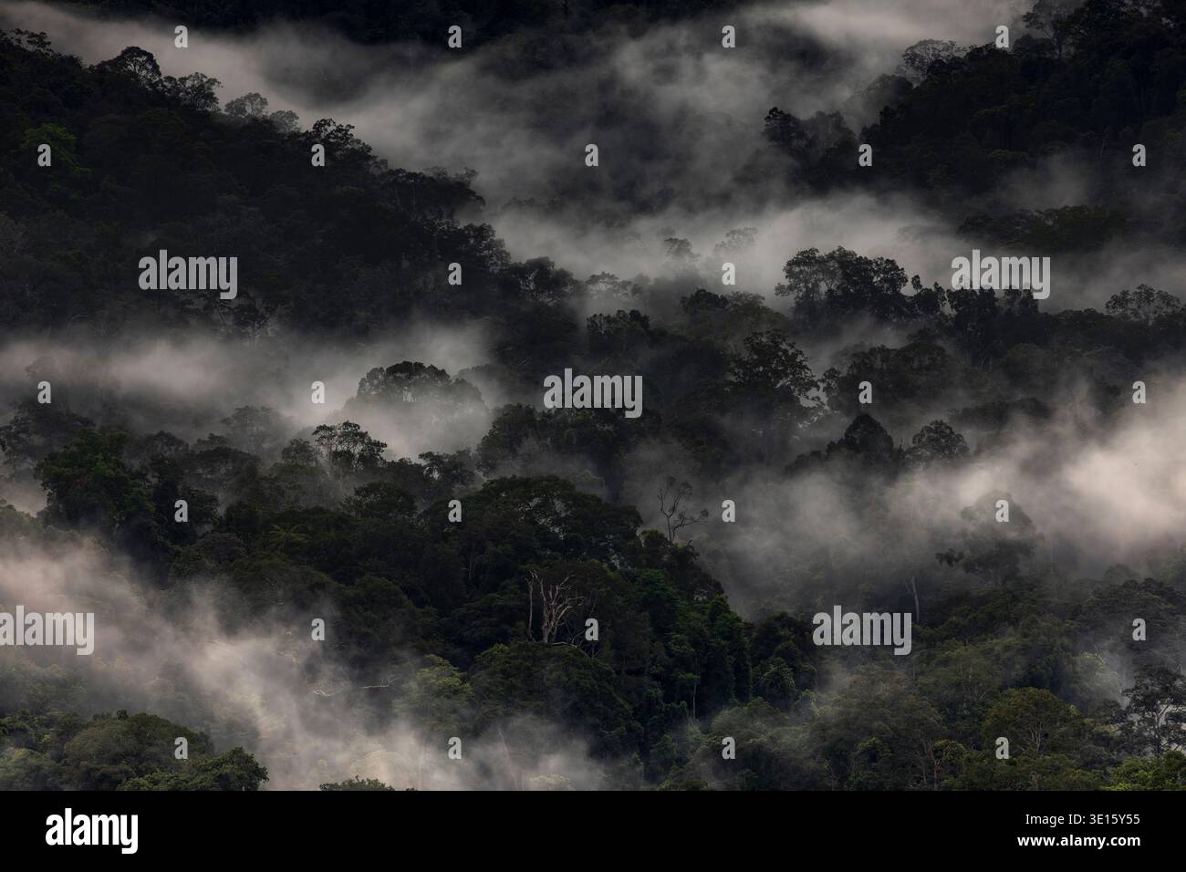Dunst Locken durch dichte Baumkronen. Bäume dehnen sich hoch, verhüllt von weichen, driftenden Wolken. Dörfer, die tief in nebelgrüner Umarmung verborgen sind. Stockfoto