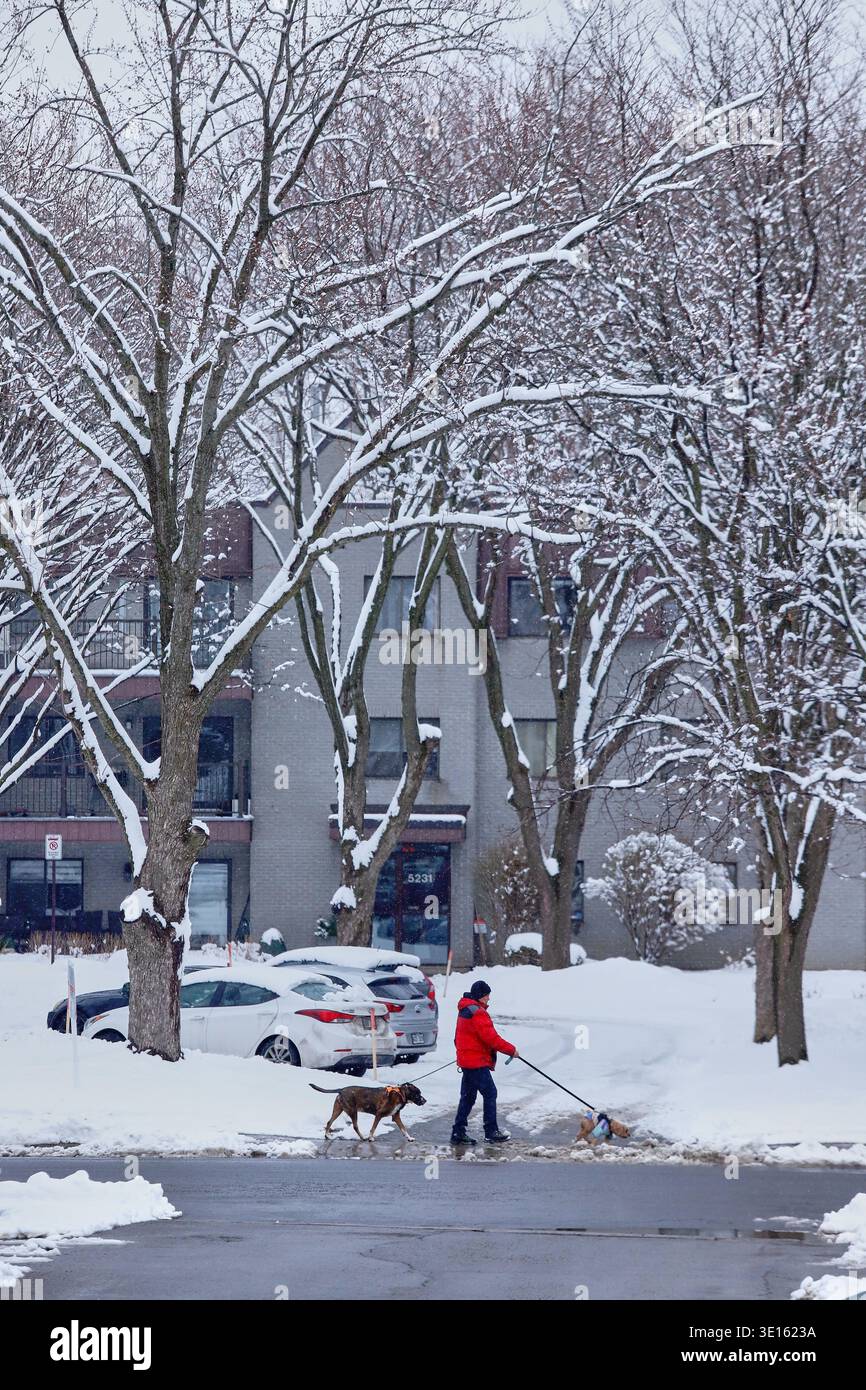 Ein Mann, der mit seinen Hunden durch eine Straße geht, die mit 10 Zentimetern Schnee bedeckt ist, nachdem ein starker Schneefall Montreal getroffen hat. Am 14. März 2026 in Montreal, Kanada. (Credit Image: © Horacio Zamora/eyepix via ZUMA Press Wire) NUR REDAKTIONELLE VERWENDUNG! Nicht für kommerzielle ZWECKE! Stockfoto