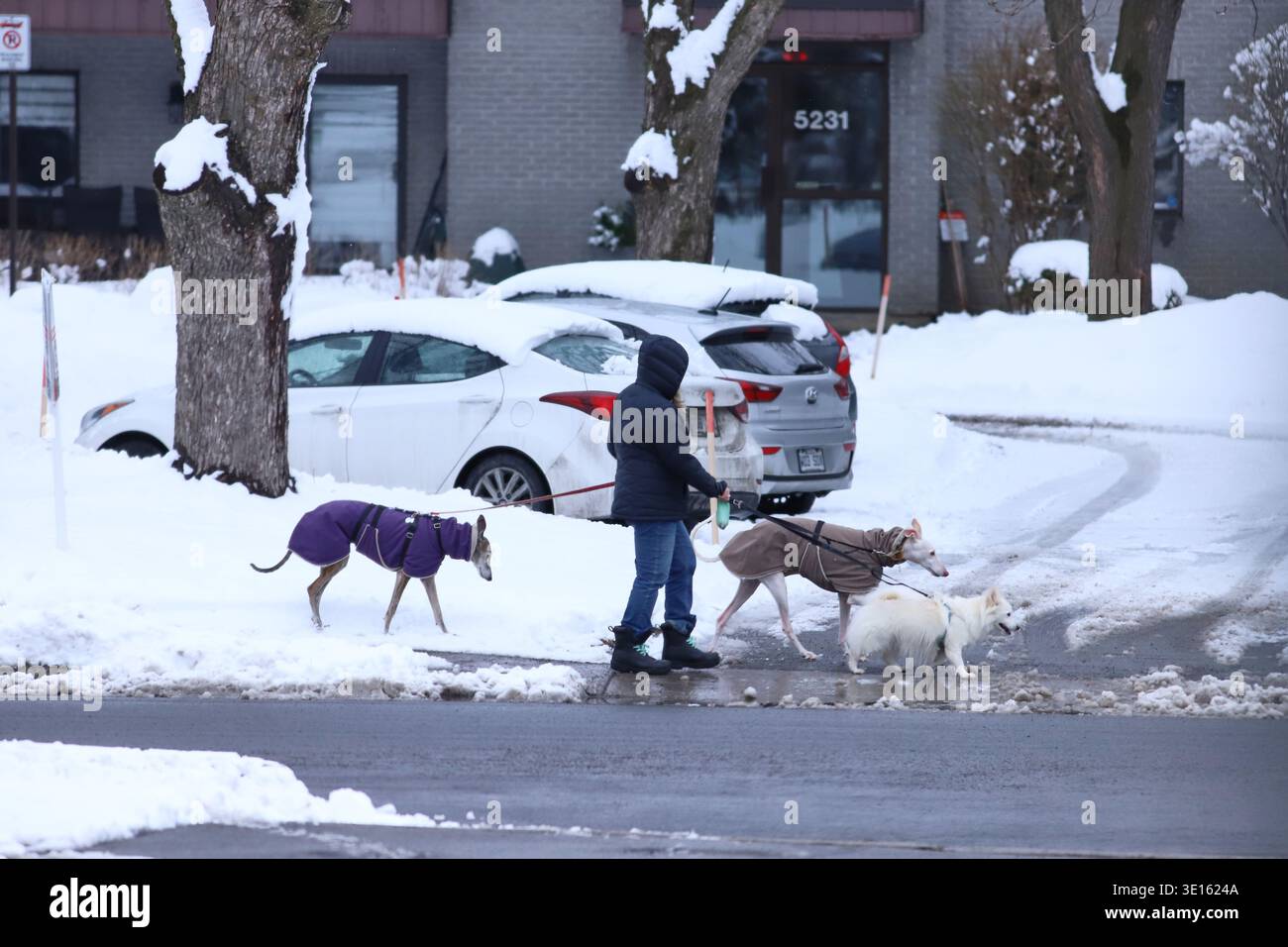 Eine Frau, die mit ihren Hunden durch eine 10 Zentimeter große Straße geht, nachdem ein starker Schneefall Montreal getroffen hat. Am 14. März 2026 in Montreal, Kanada. (Credit Image: © Horacio Zamora/eyepix via ZUMA Press Wire) NUR REDAKTIONELLE VERWENDUNG! Nicht für kommerzielle ZWECKE! Stockfoto