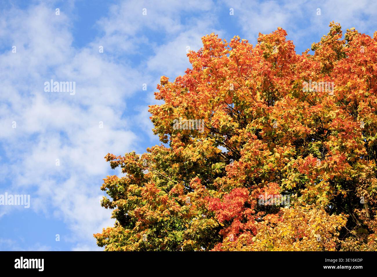 Ein Blick aus der Nähe auf ein Baumdach, das die brillanten Farben des Herbstlaub vor einem Hintergrund weißer Wolken und blauer Himmel zeigt Stockfoto