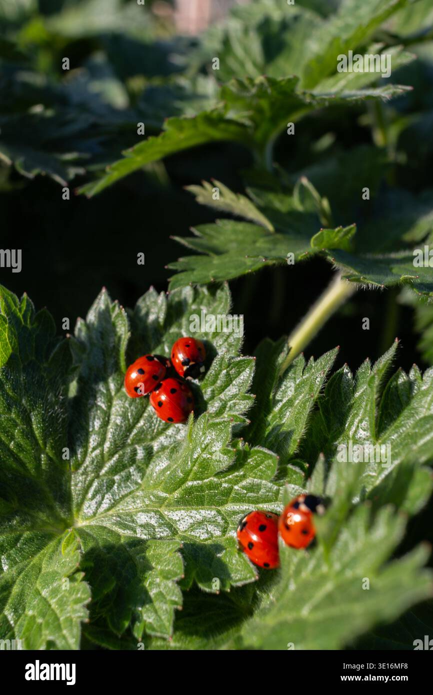 Eine Gruppe von sieben Spot-Marienkäfern, Coccinella 7-punctata, draußen auf einem Geranienblatt im März im Frühjahr. Cambridge, England, Großbritannien Stockfoto