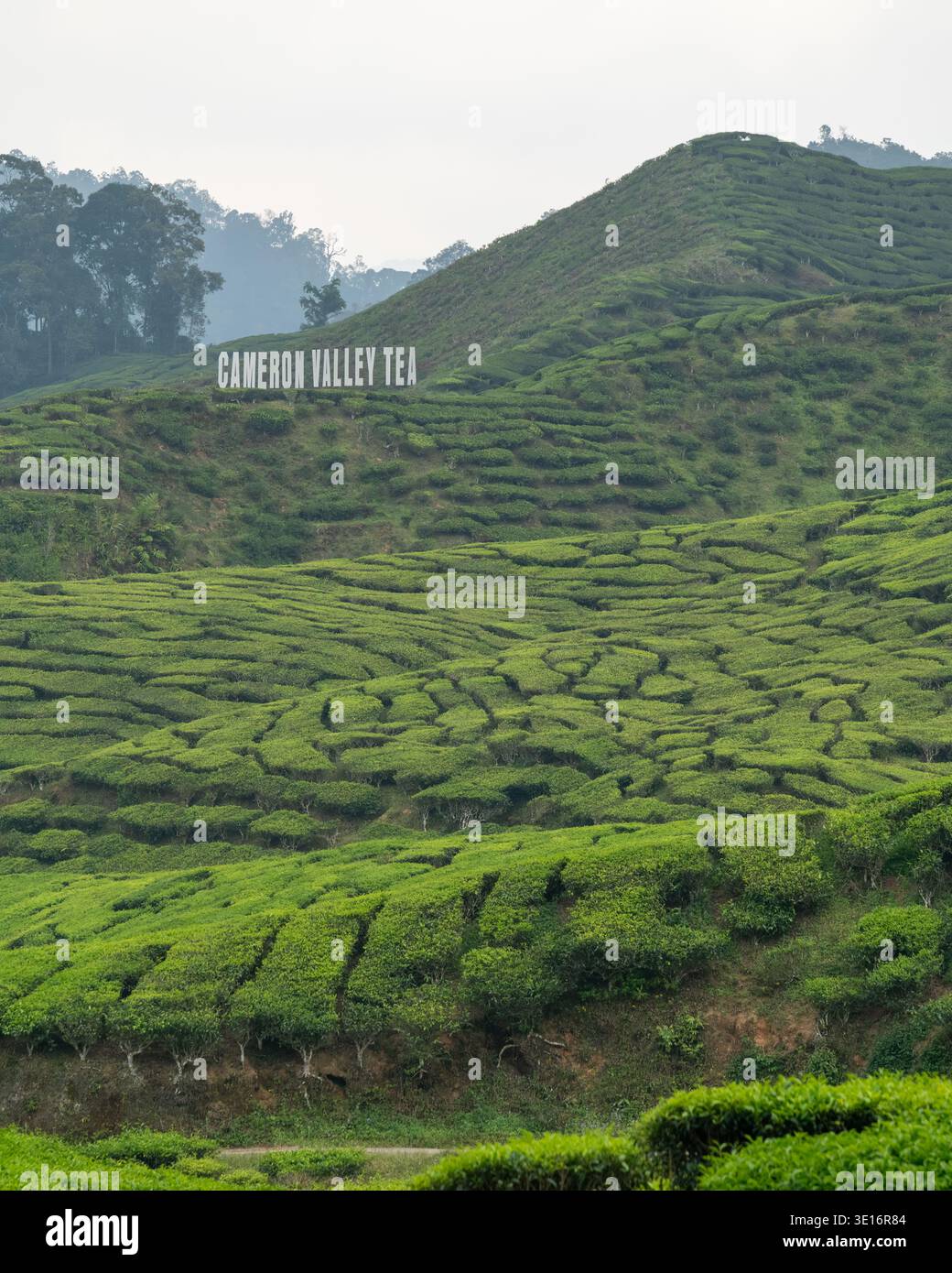 Cameron Highlands, Pahang/Malaysia – 27. Januar 2020: Teebüsche bedecken Terrassenhänge mit einem Schild „Cameron Valley Tea“ auf dem Hang. Stockfoto