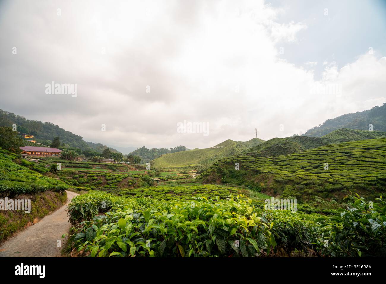 Cameron Highlands, Malaysia – 27. Januar 2020: Blick auf eine Teeplantage mit terrassenförmig angelegten Hügeln, einer kleinen Straße und Bauernhäusern unter bewölktem Himmel. Stockfoto
