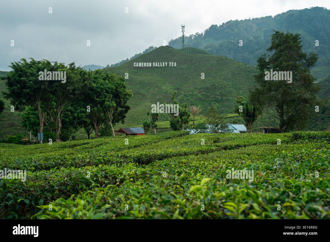 Cameron Highlands, Pahang/Malaysia – 27. Januar 2020: Teefelder erstrecken sich im Vordergrund mit dem Schild „Cameron Valley Tea“. Stockfoto