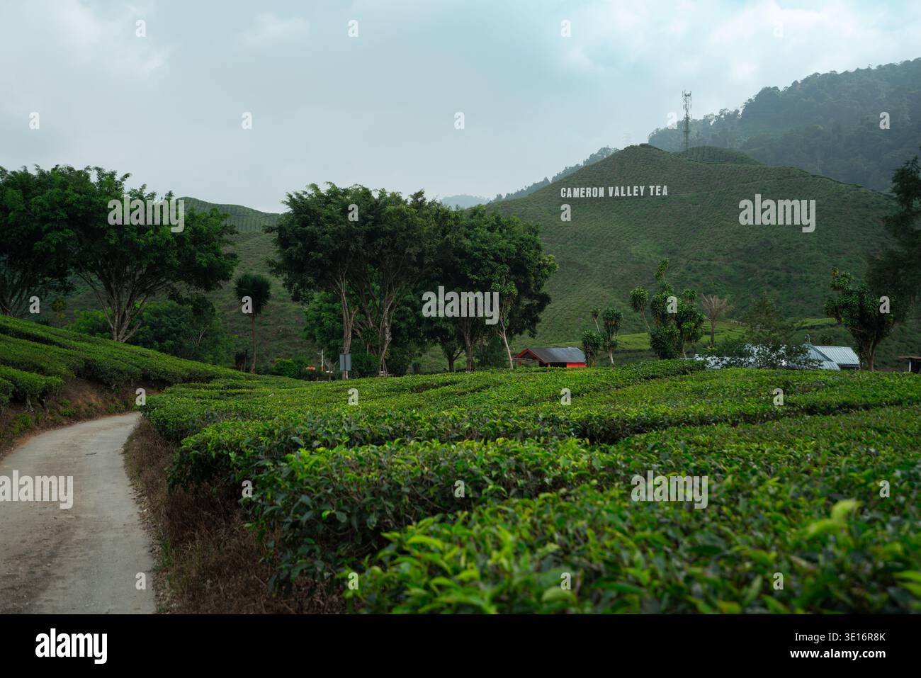 Cameron Highlands, Malaysia – 27. Januar 2020: Teefelder und ein Farmweg führen zu Hügeln mit einem „Cameron Valley Tea“-Schild im Hintergrund. Stockfoto