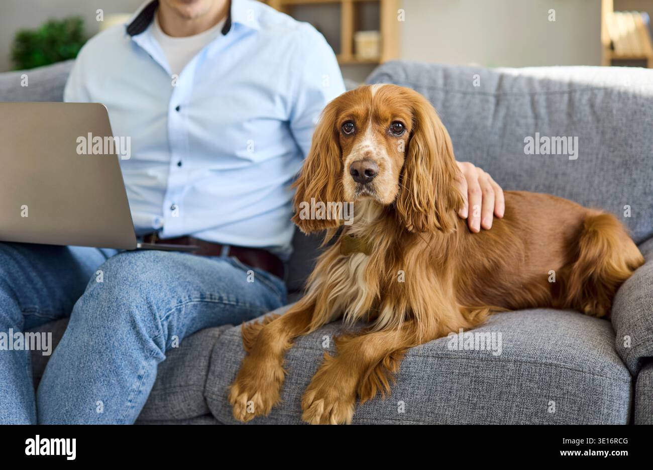 Cocker Spaniel vom Besitzer mit Laptop auf Sofa zu Hause, haustierfreundlicher Arbeitsbereich Stockfoto