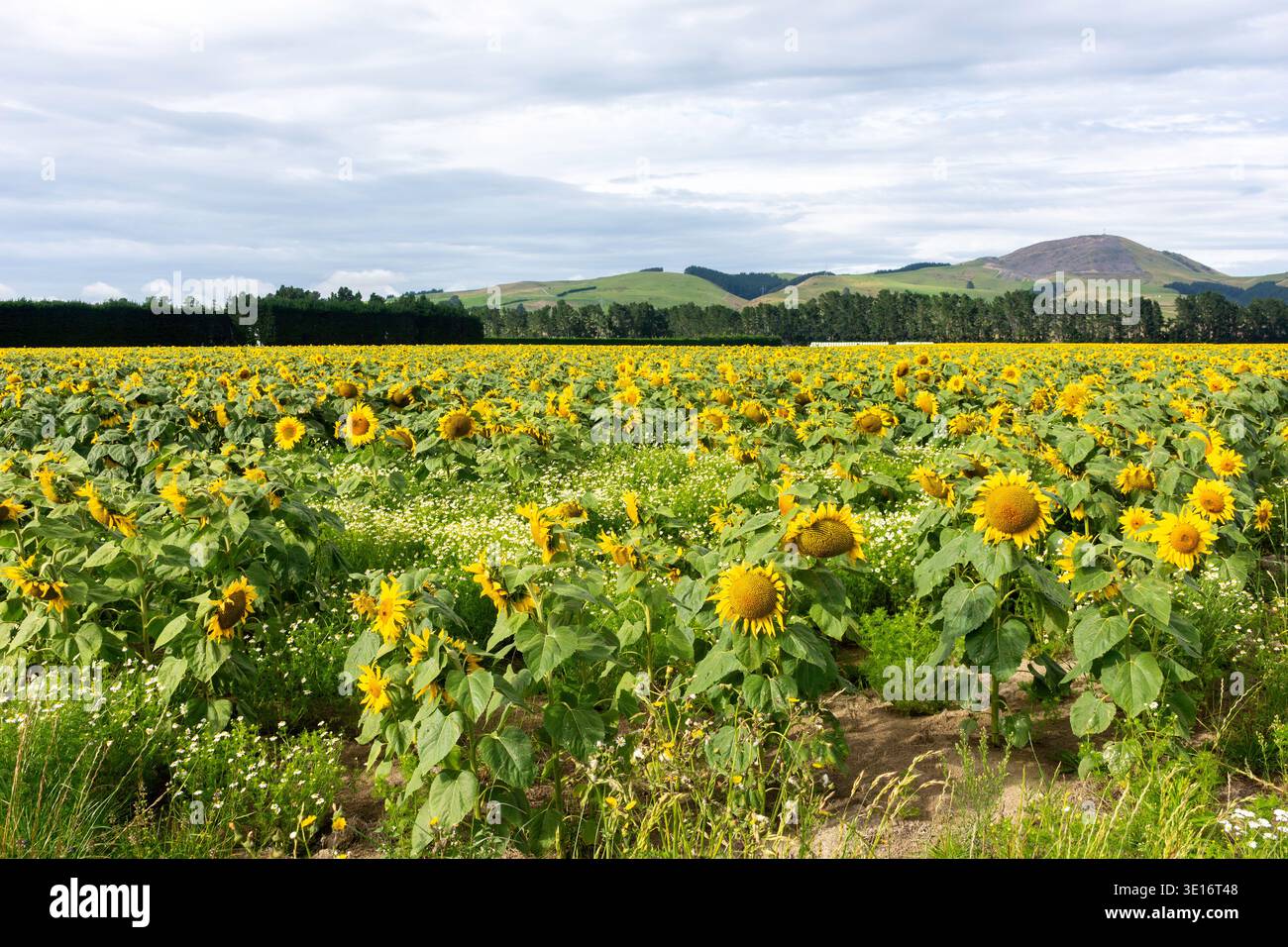 Feld der Sonnenblumen (Helianthus) in der Nähe von Springfield, Selwyn District, Canterbury Region, Südinsel, Neuseeland Stockfoto