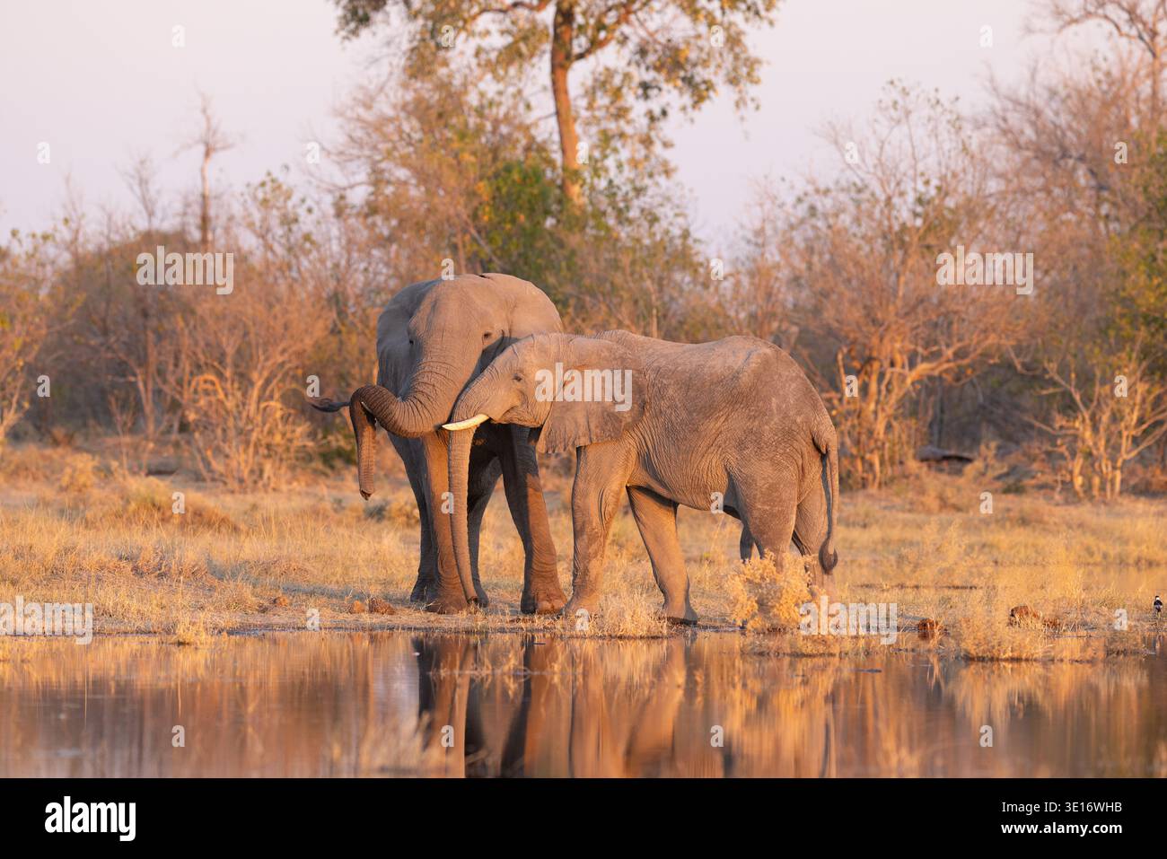 Zwei afrikanische Elefanten, die während der goldenen Stunde im Okavango-Delta, Botswana, eine gesellschaftliche Begrüßung mit Stämmen verwickeln. Stockfoto