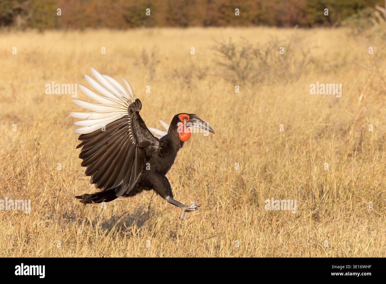 Ein südlicher Bodenhornschnabel landet im Gras mit vollständig ausgebreiteten Flügeln, die weiße Primärfedern zeigen, Botswana. Stockfoto