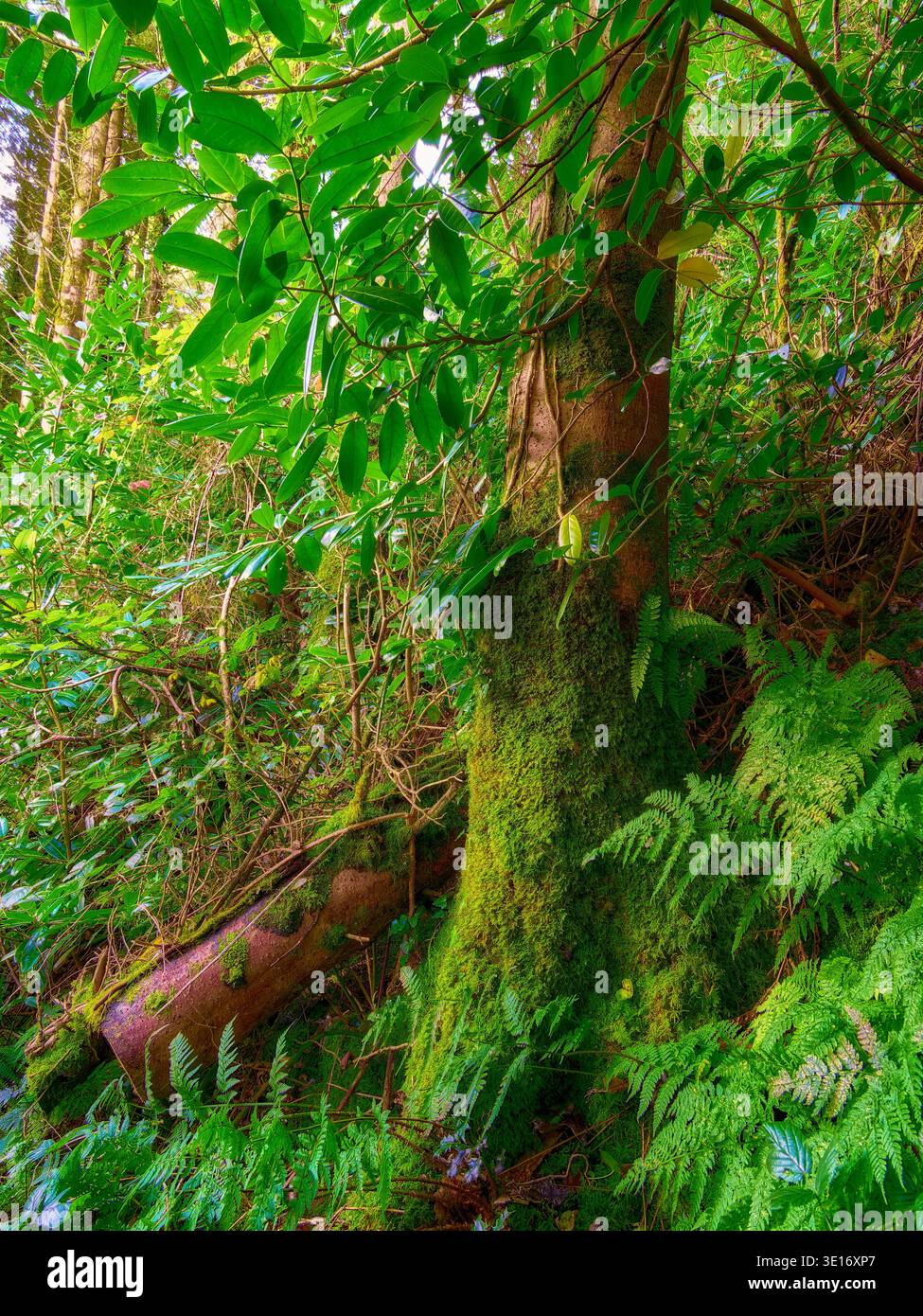 Üppig grüner Waldboden mit moosbedeckten Baumstämmen und Farnen. Stockfoto