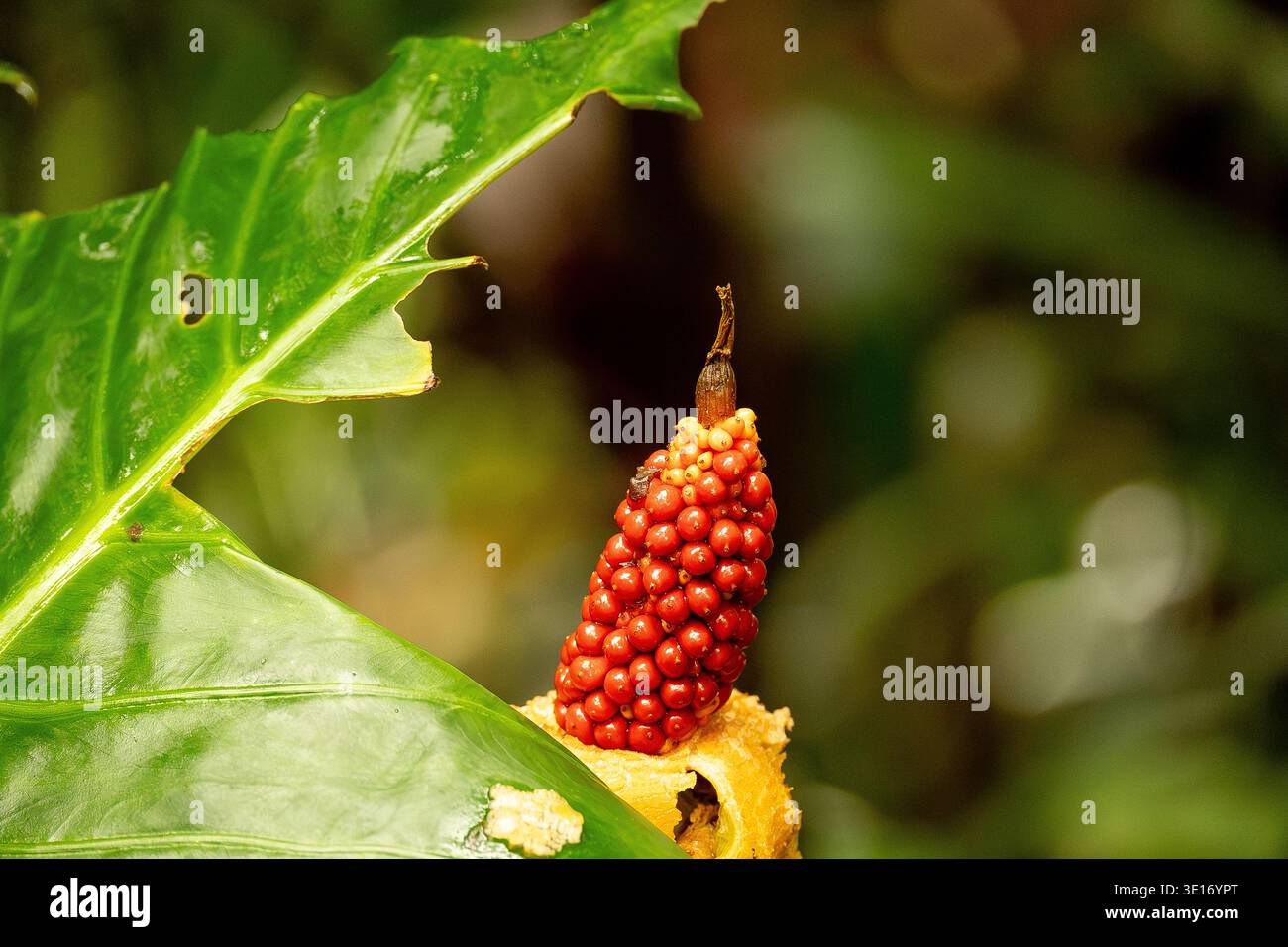 Kopf der auftauchenden leuchtend roten giftigen Beeren der australischen einheimischen Lilie, Cunjevoi, alocasia brisbanensis, subtropischen Tiefland-Regenwald, Queensland. Stockfoto