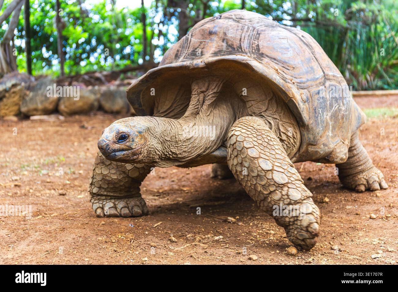 Aldabra Riesenschildkröte Aldabrachelys gigantea in La Vanille Nature Park, Savanne, Mauritius Stockfoto