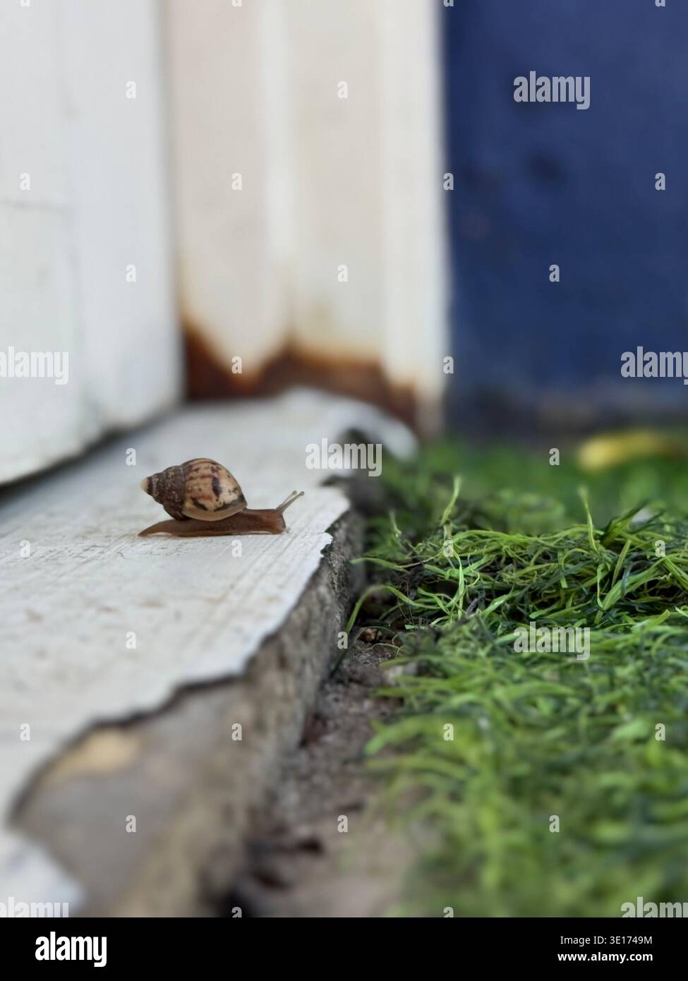 Nahaufnahme einer kleinen Schnecke auf einer Betonkante mit natürlichem Hintergrund. - Smartphone-aufgenommenes Stockfoto
